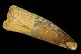 Spinosaurus Tooth - Real Dinosaur Tooth #137216-1